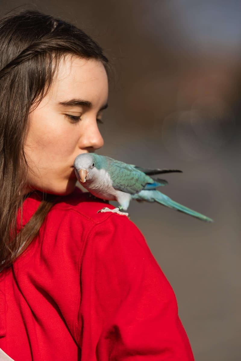 Dívka dává pusu modrému papouškovi na rameni